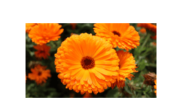 Copaifera Officinalis